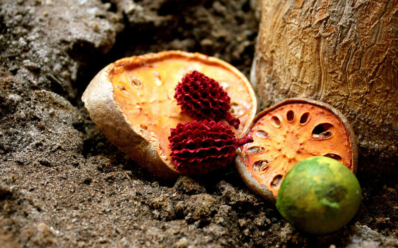 Dried Bael Fruit