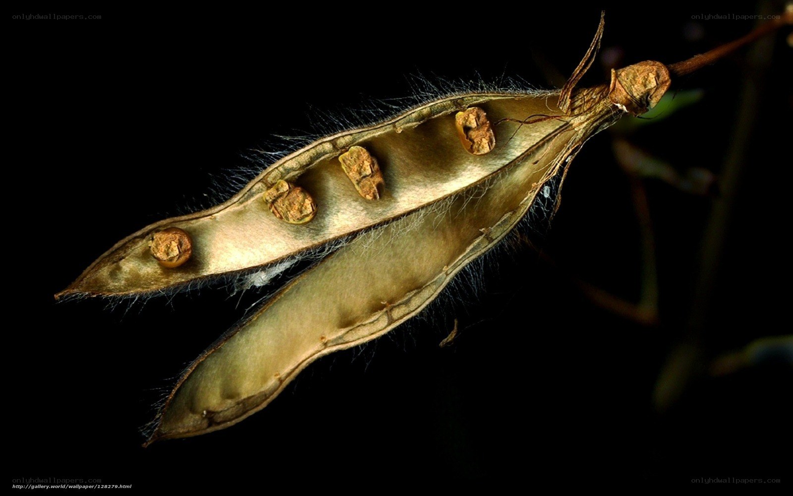 dried bean pod with seeds