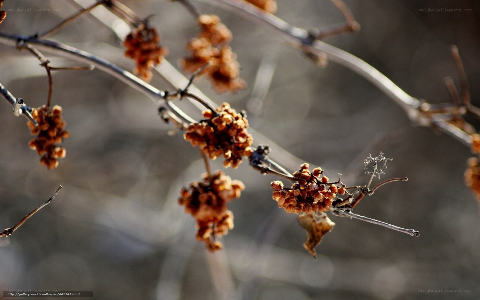 Dried berries on a branch