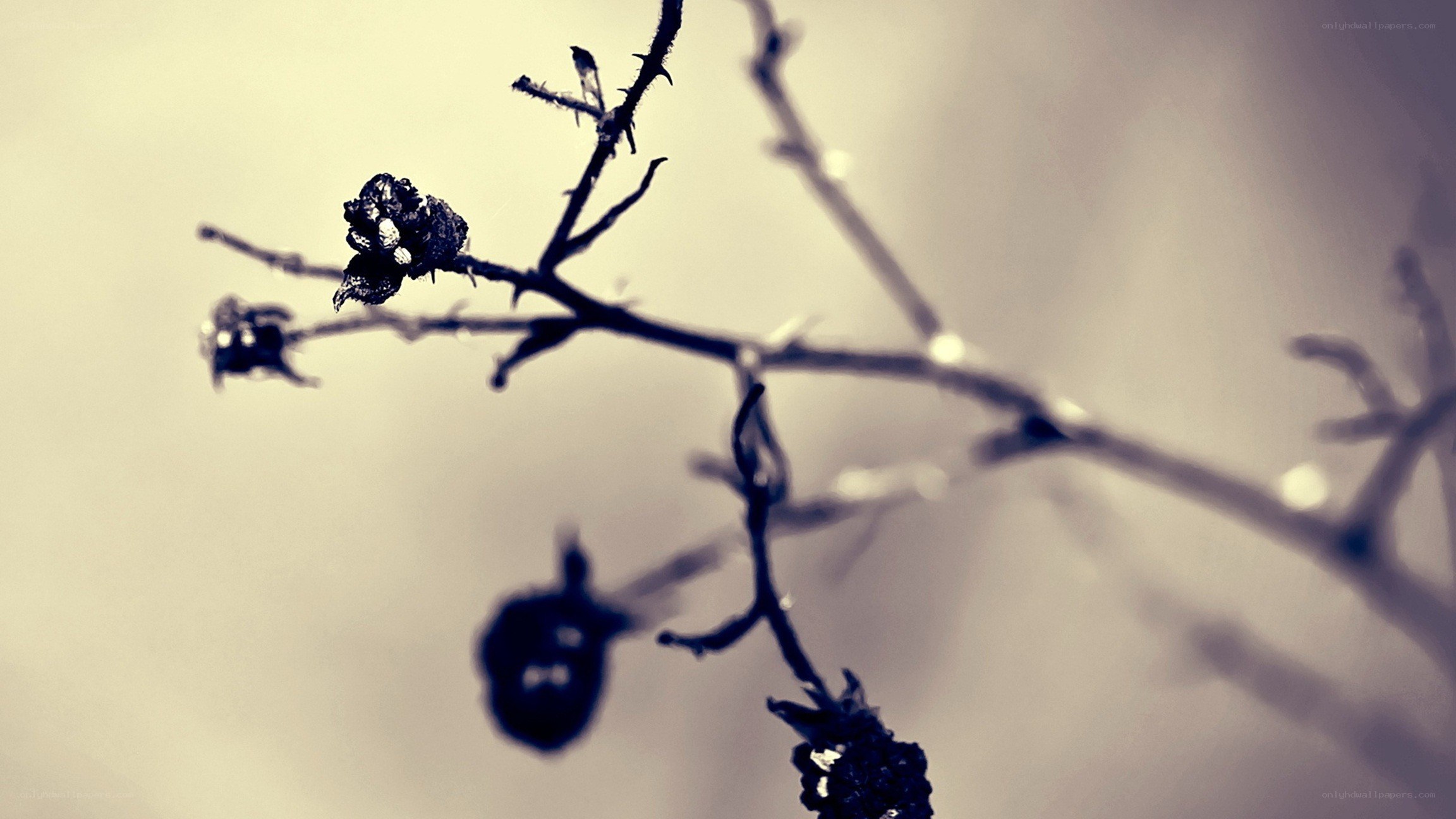 dried berries on a branch