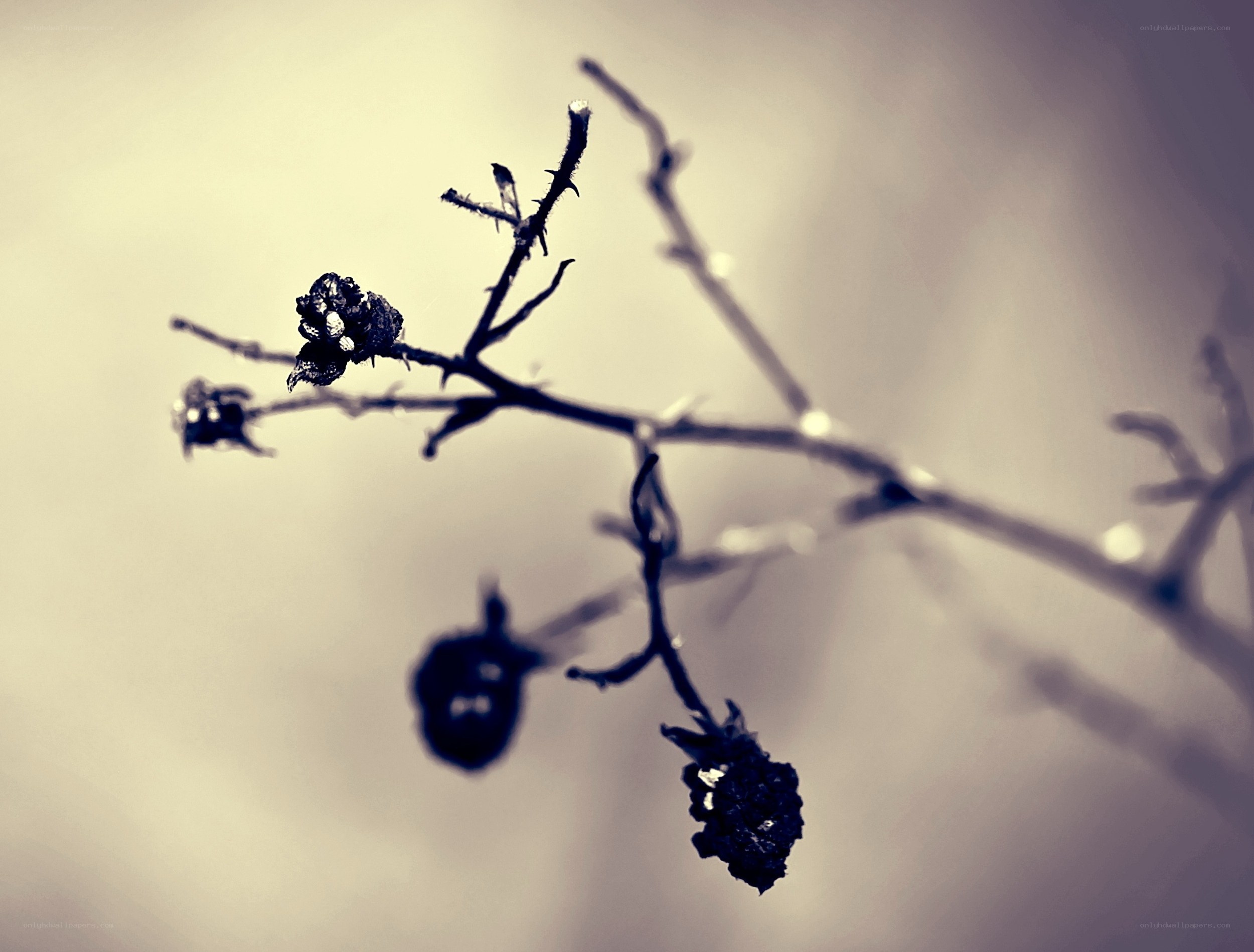 dried berries on a branch