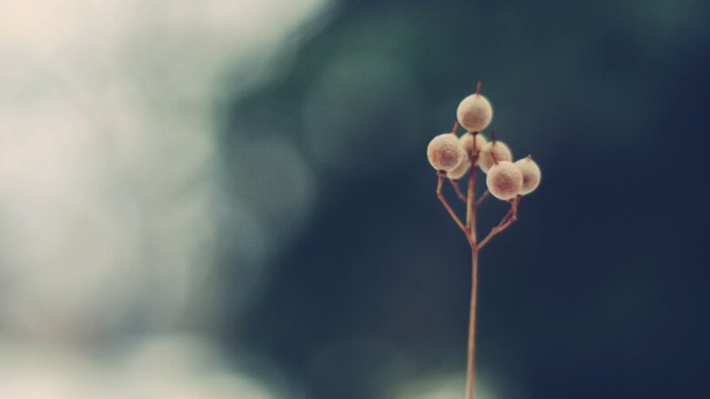 Dried Berries on a Stem — Brown