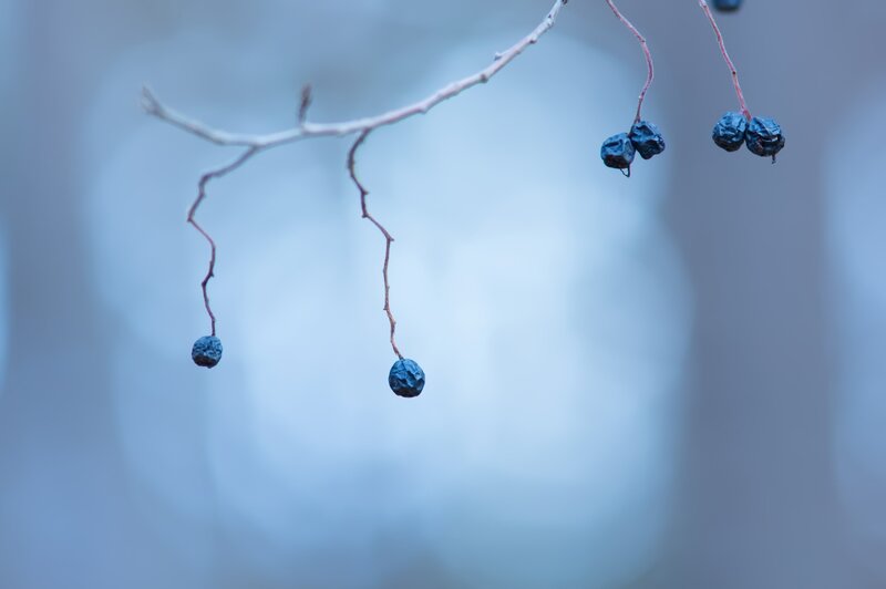 Dried Berries on Branch