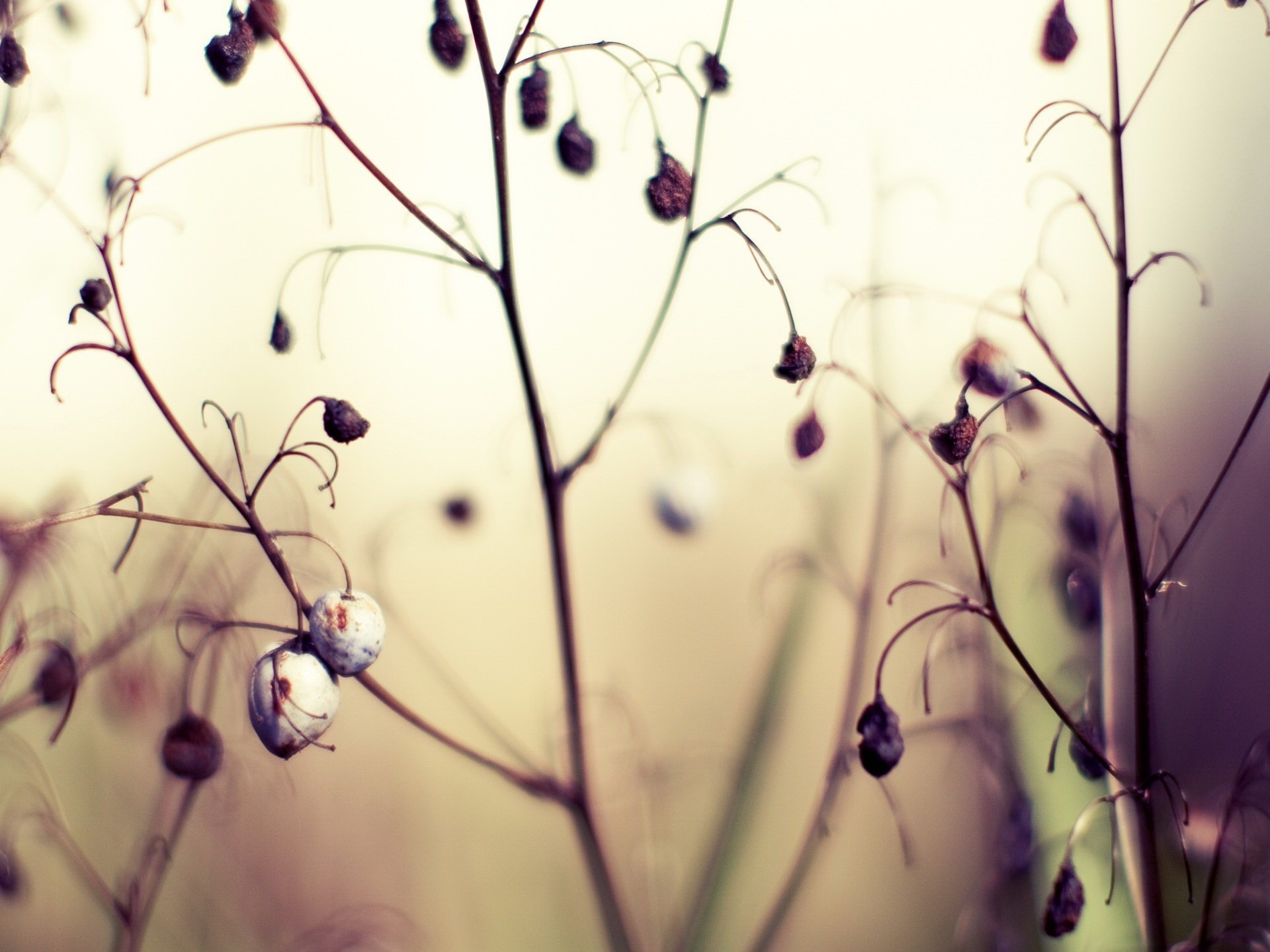 dried berries on thin stems