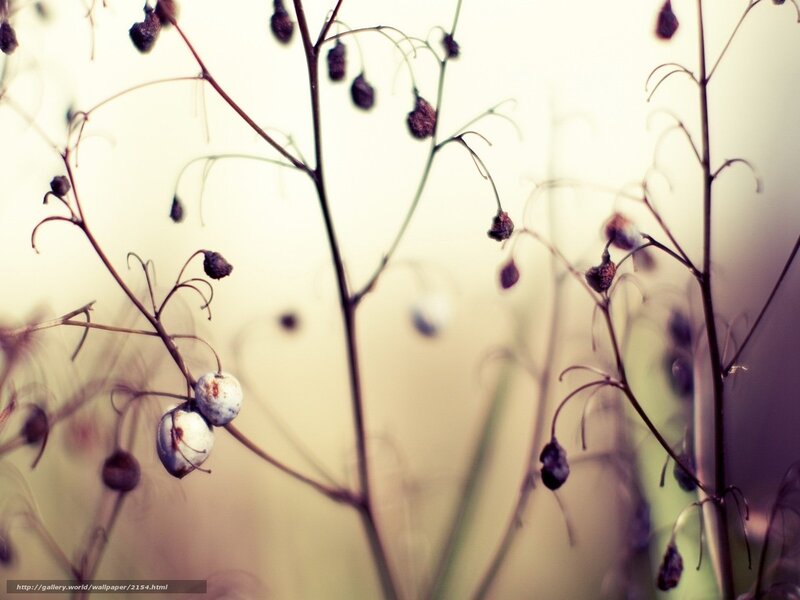 Dried berries on thin stems