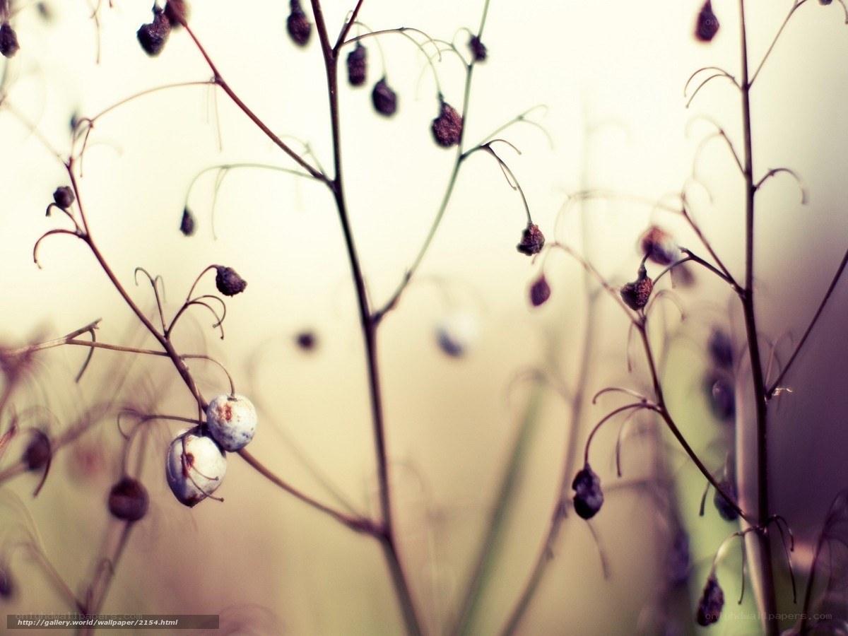 Dried berries on thin stems