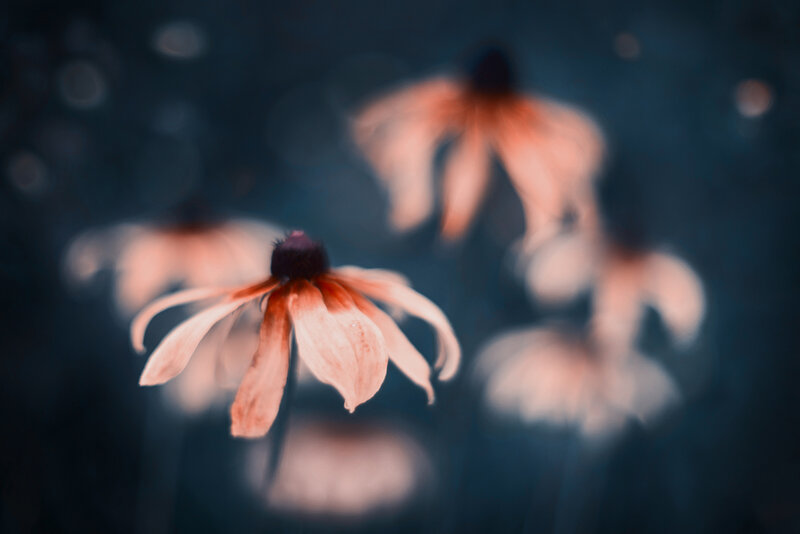 Dried Black-eyed Susan Flowers