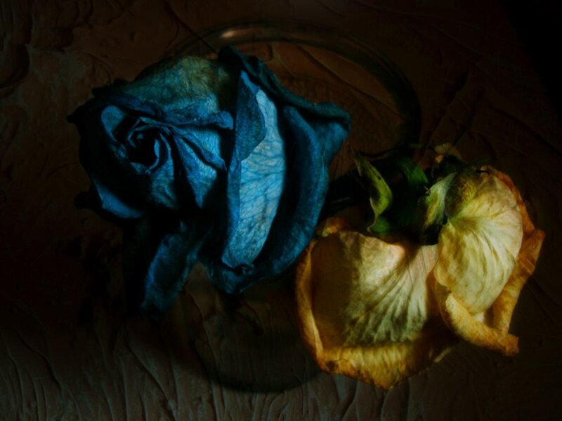 Dried blue and yellow roses