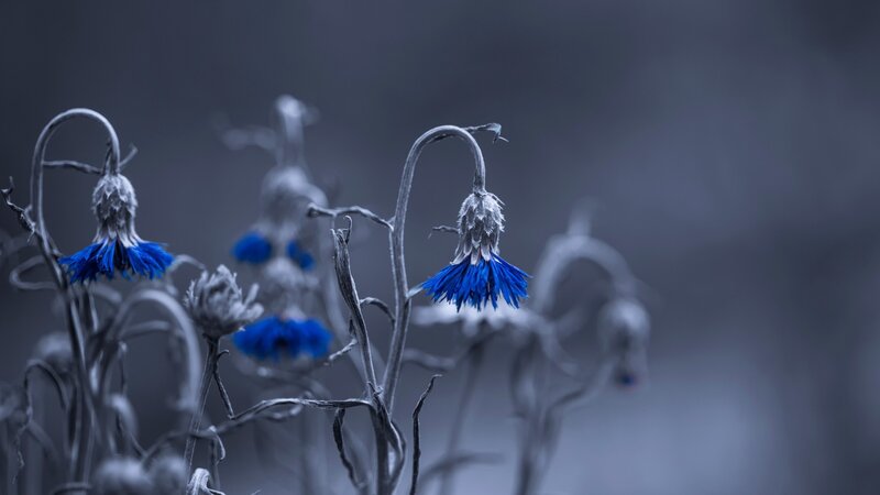 Dried Blue Flowers
