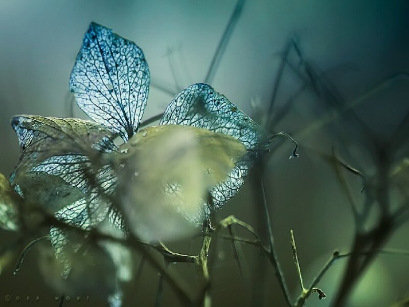 Dried Blue Leaves