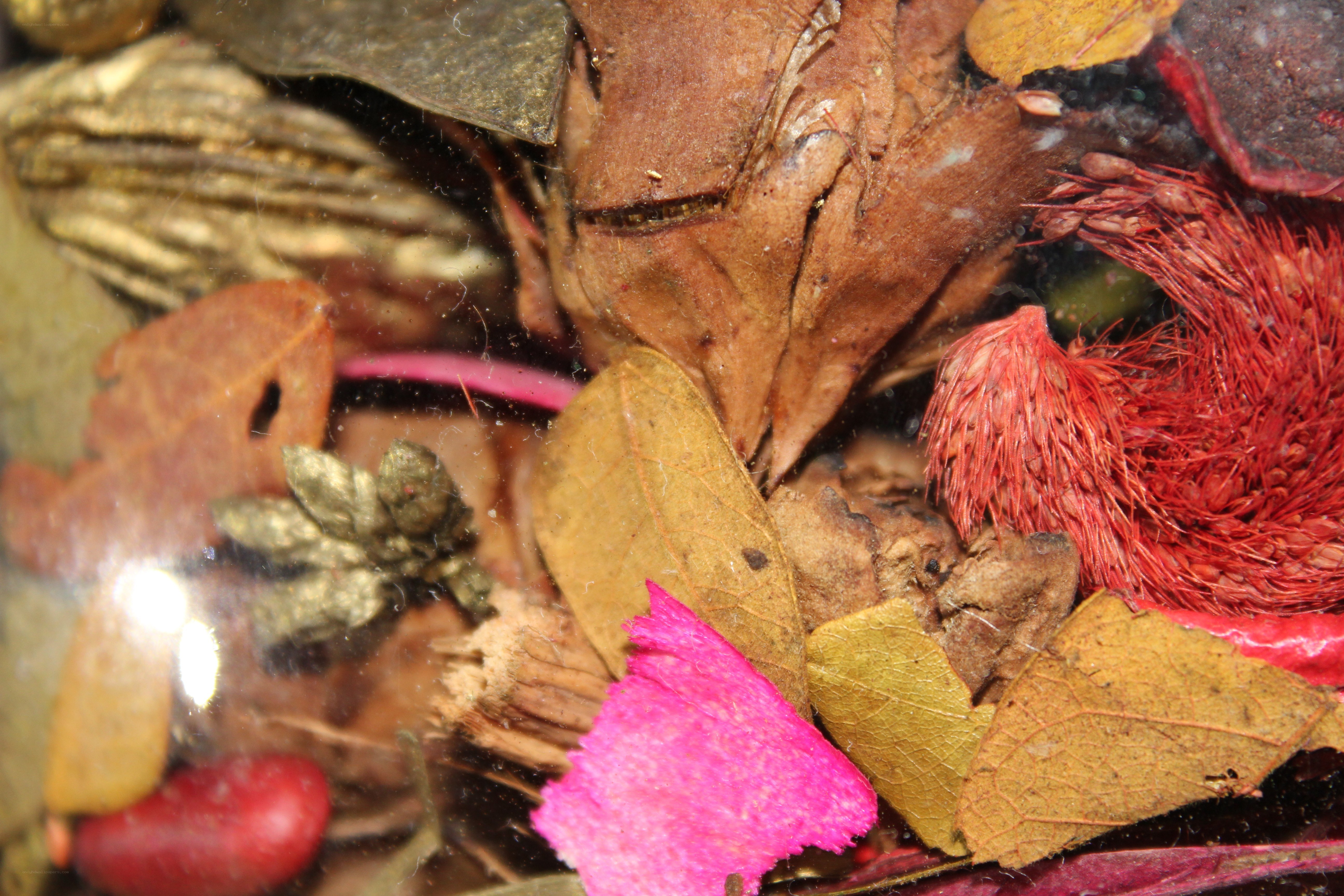 dried botanicals in a jar