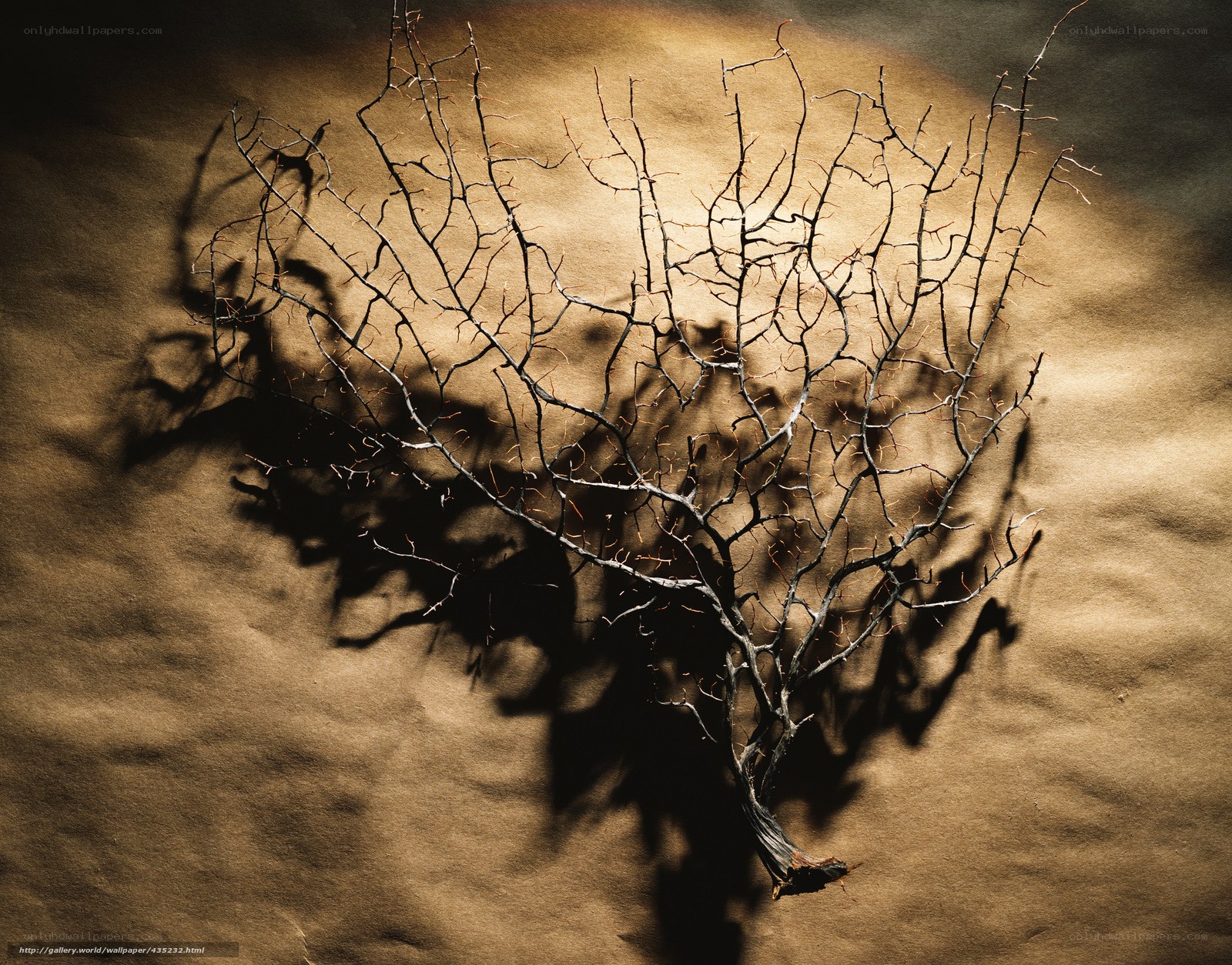 Dried branch on brown paper
