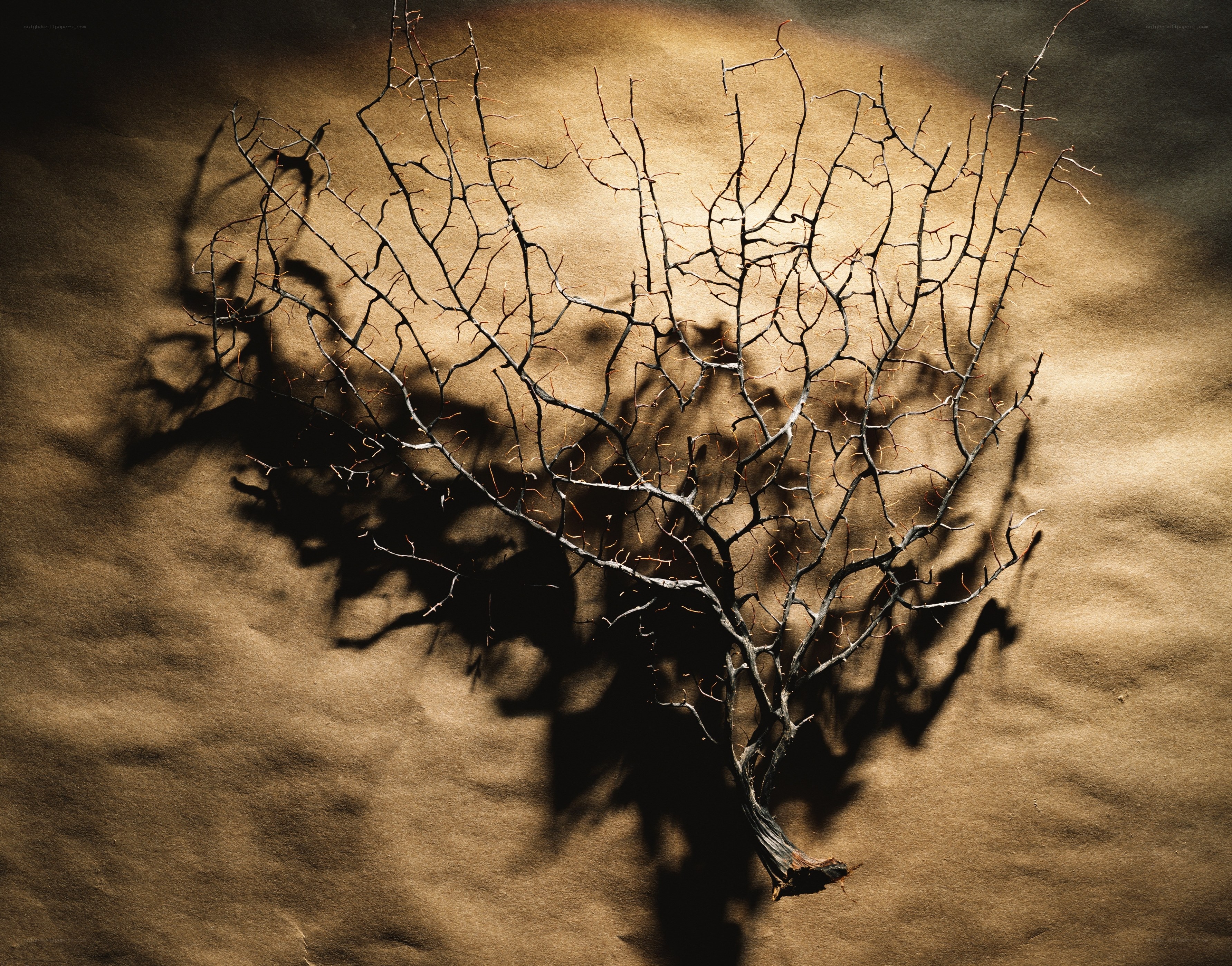 Dried branch on brown paper