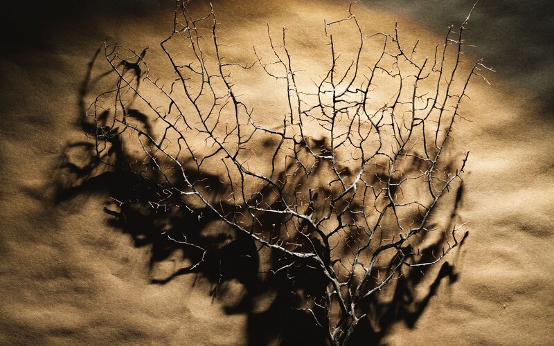 Dried Branch on Brown Surface