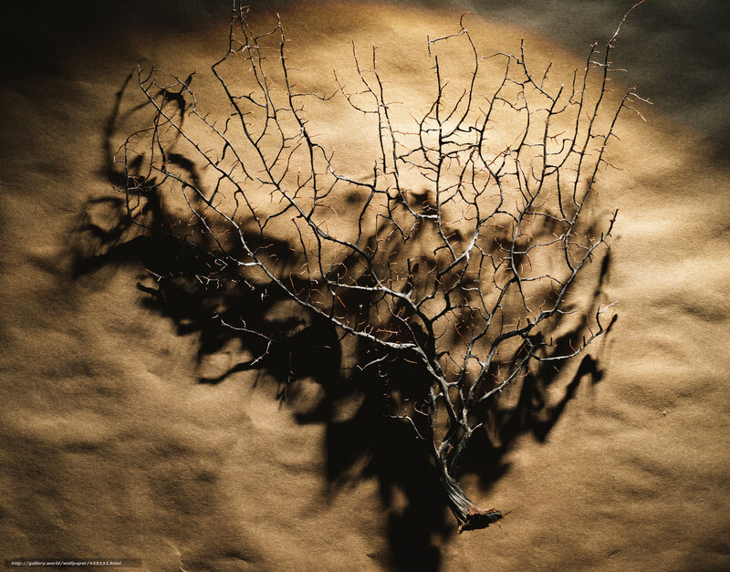 Dried Branch on Sand