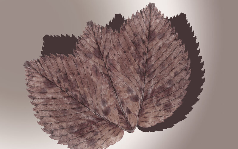 Dried Brown Leaf — Neutral
