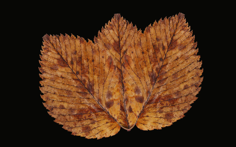 Dried Brown Leaf