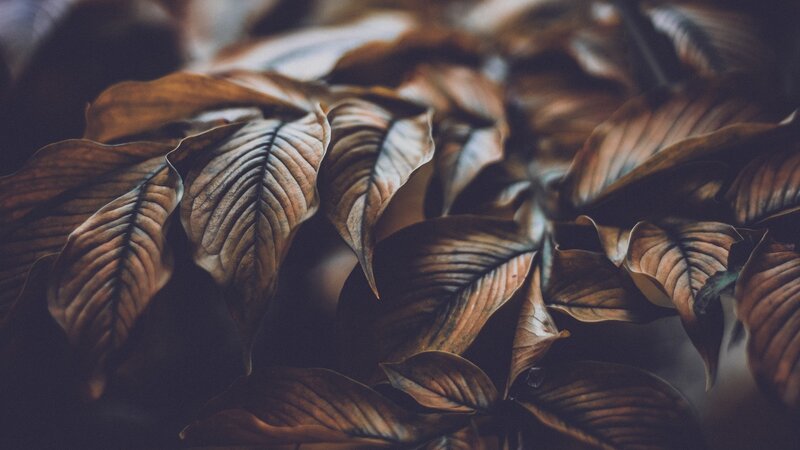 Dried Brown Leaves