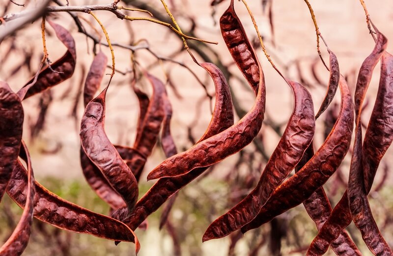 Dried Brown Seed Pods