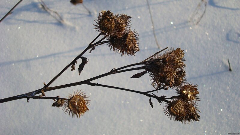 dried burdock in snow