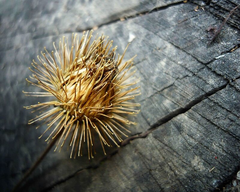 Dried Burdock Seed Head