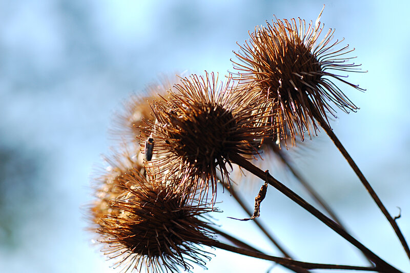Dried Burdock Seed Heads