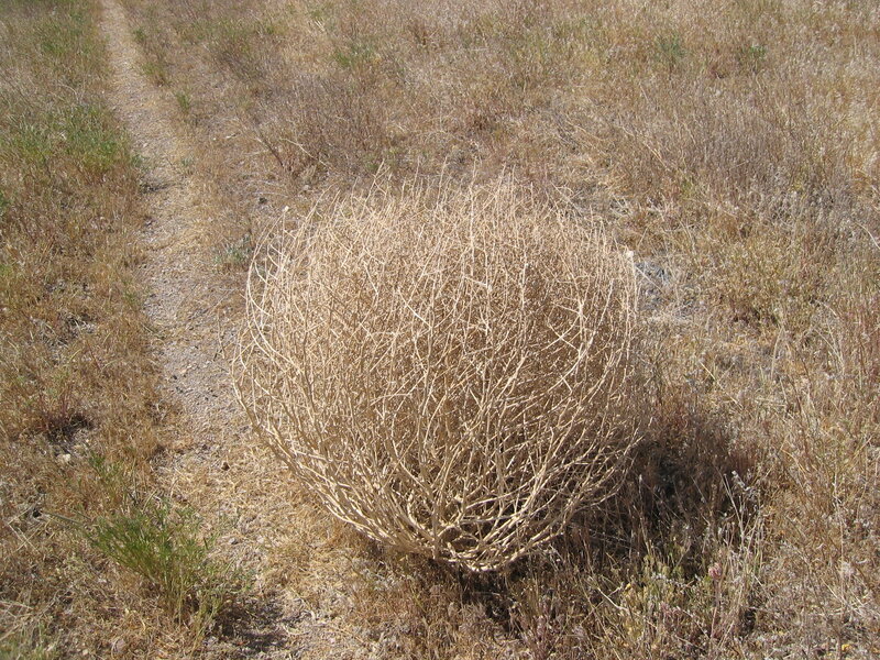 dried bush in field