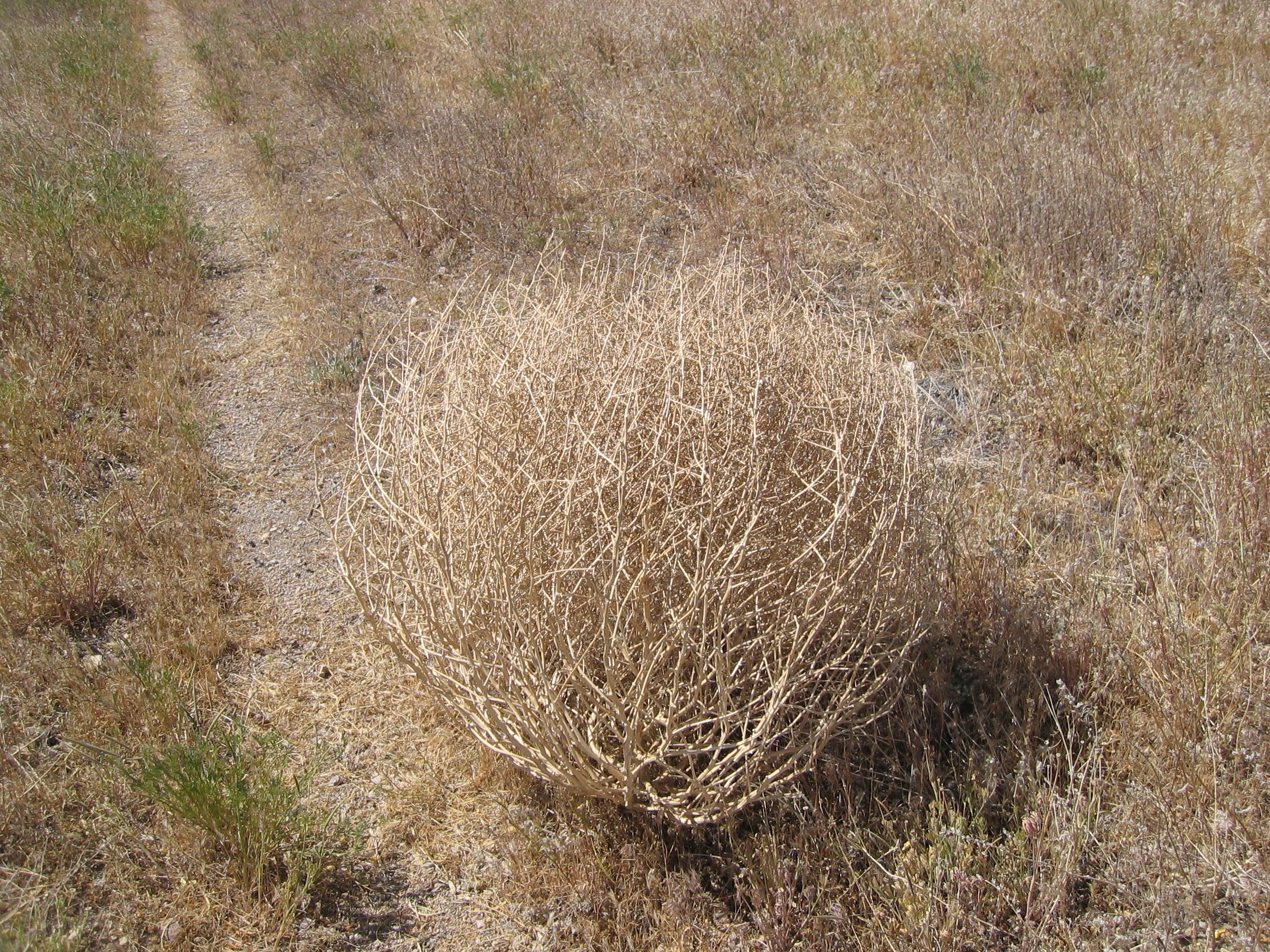 dried bush in field