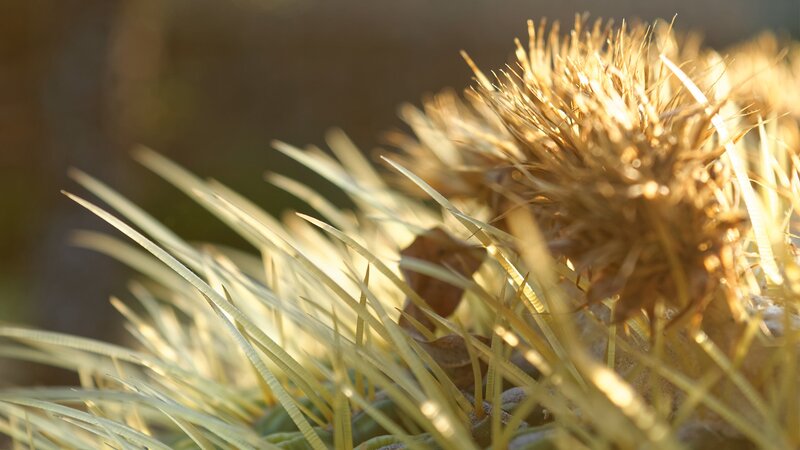 Dried Cactus Flower