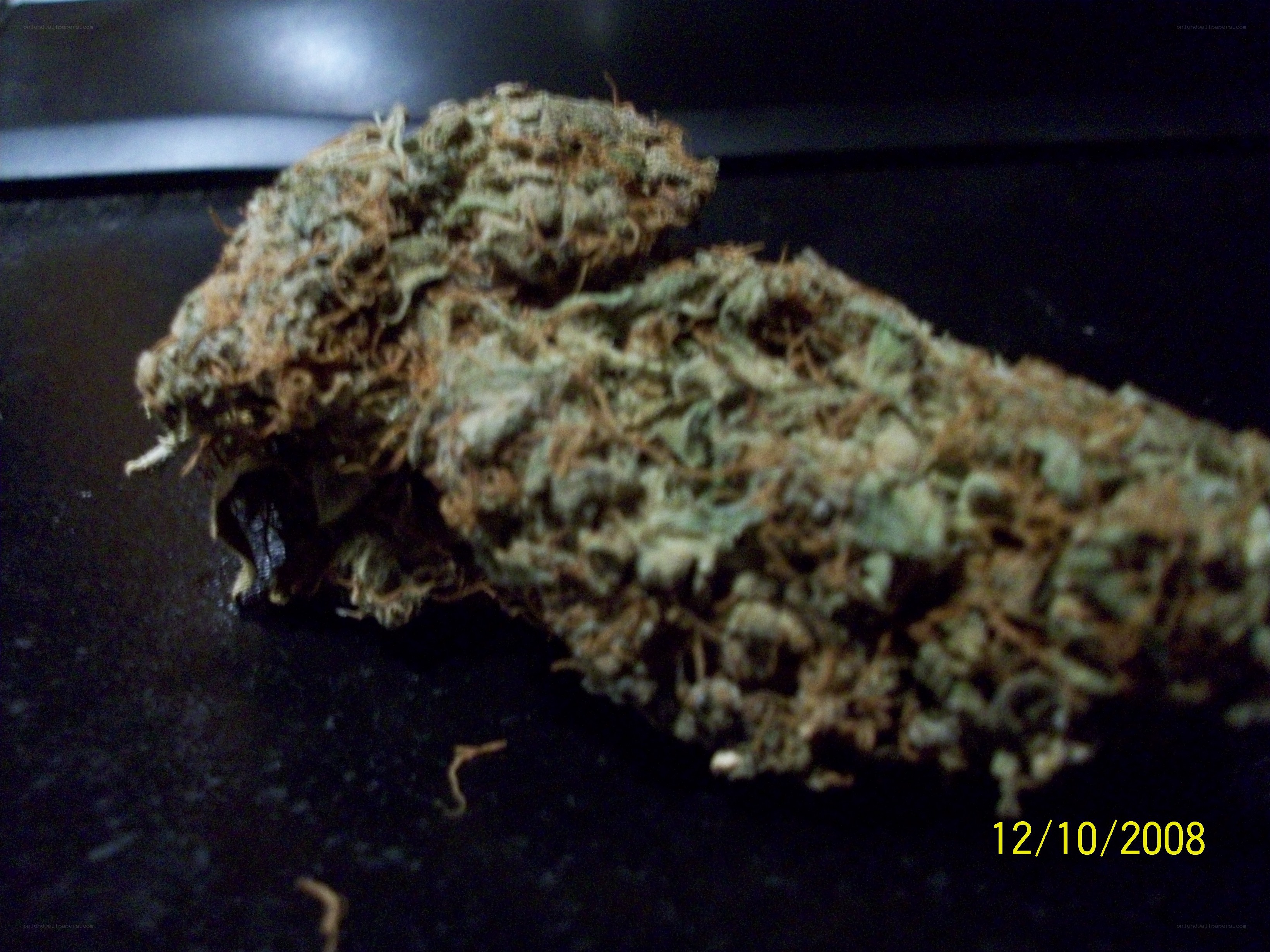 dried cannabis bud