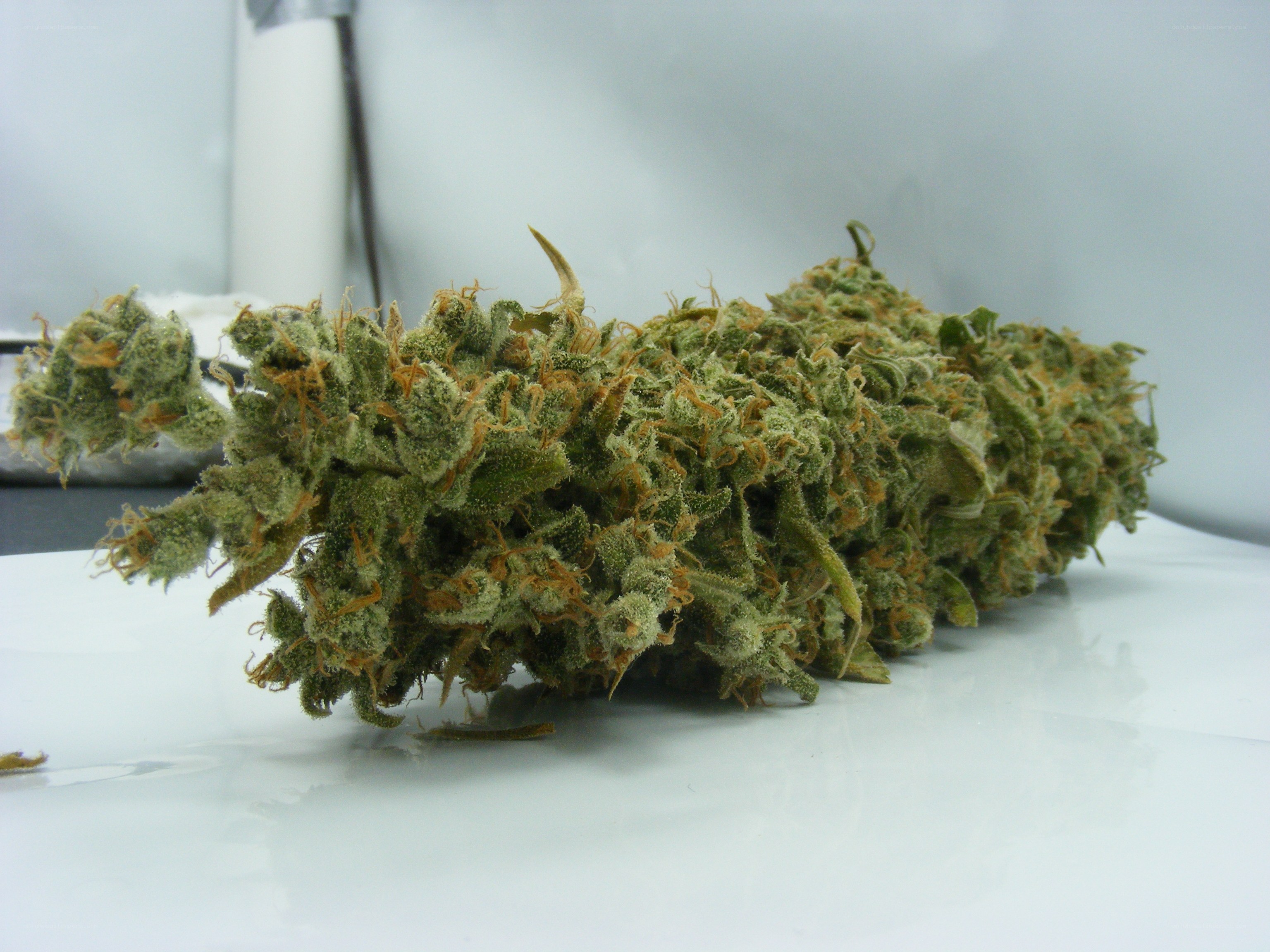 dried cannabis bud