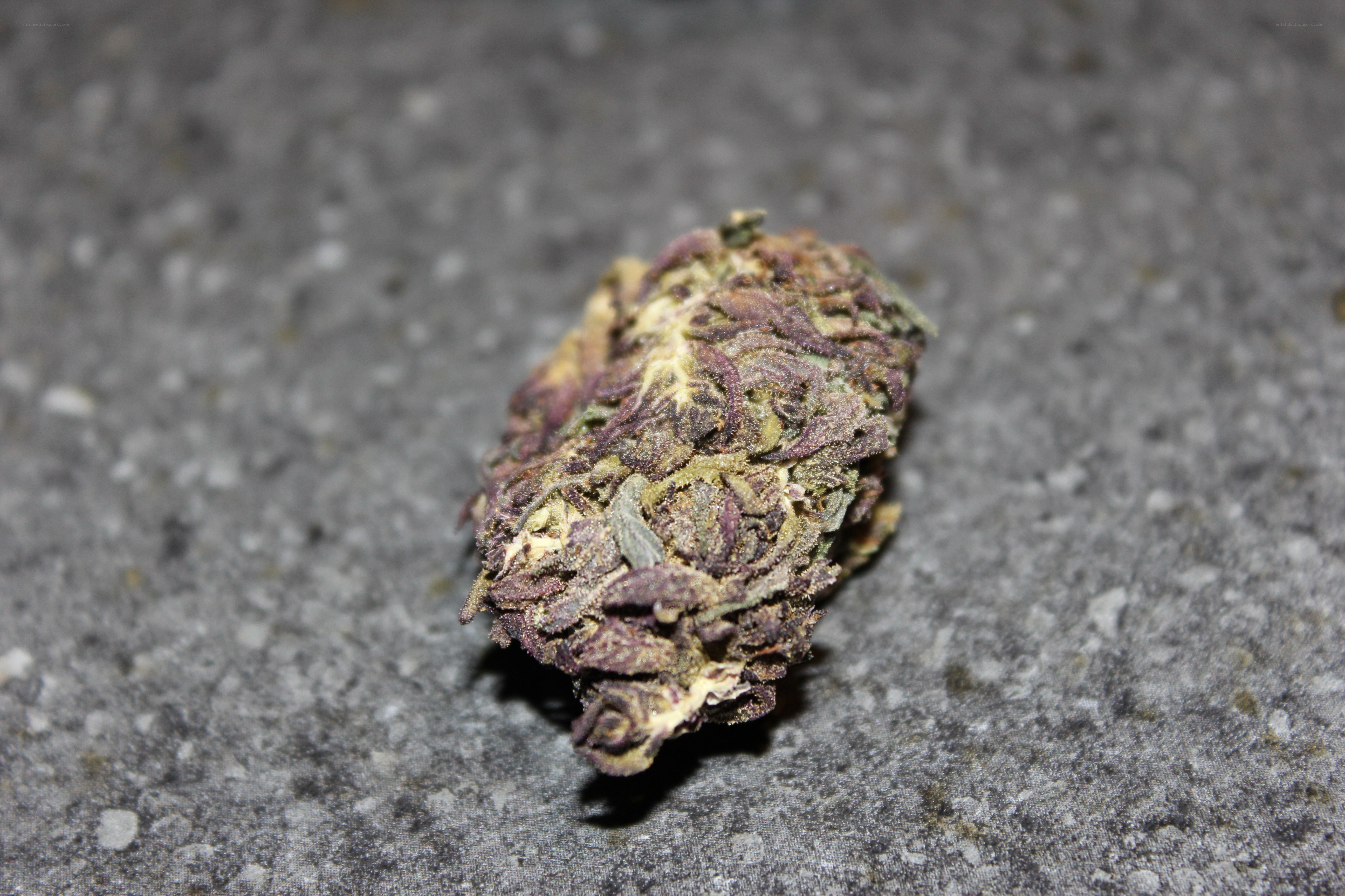 dried cannabis bud