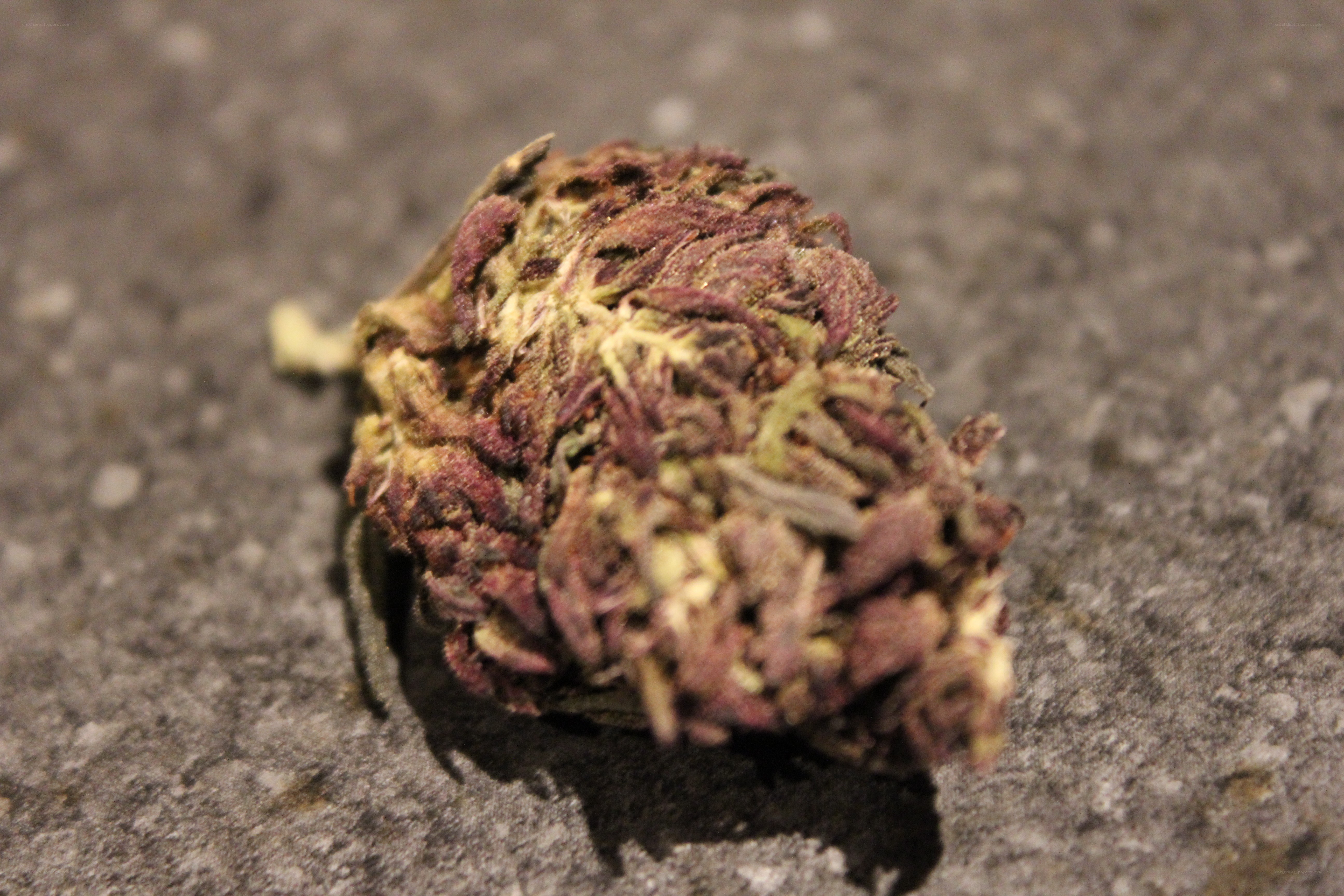 dried cannabis bud