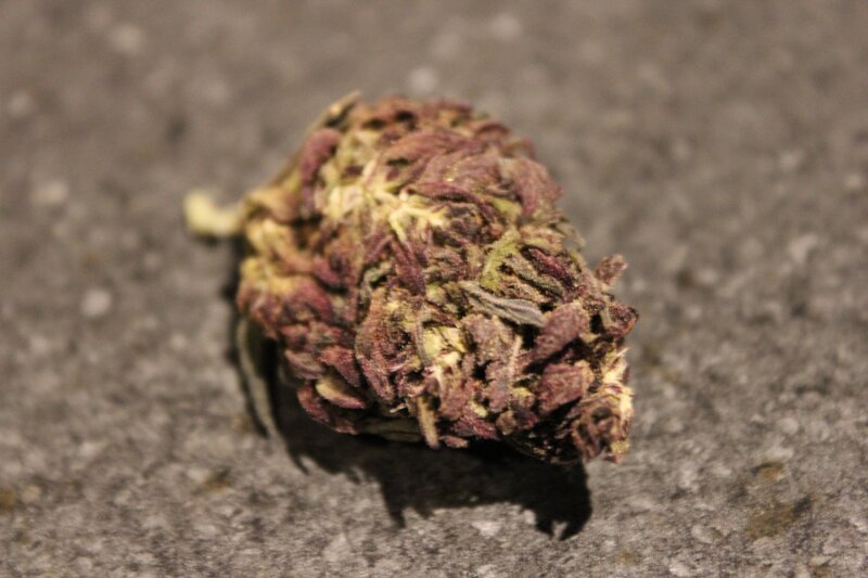 dried cannabis bud