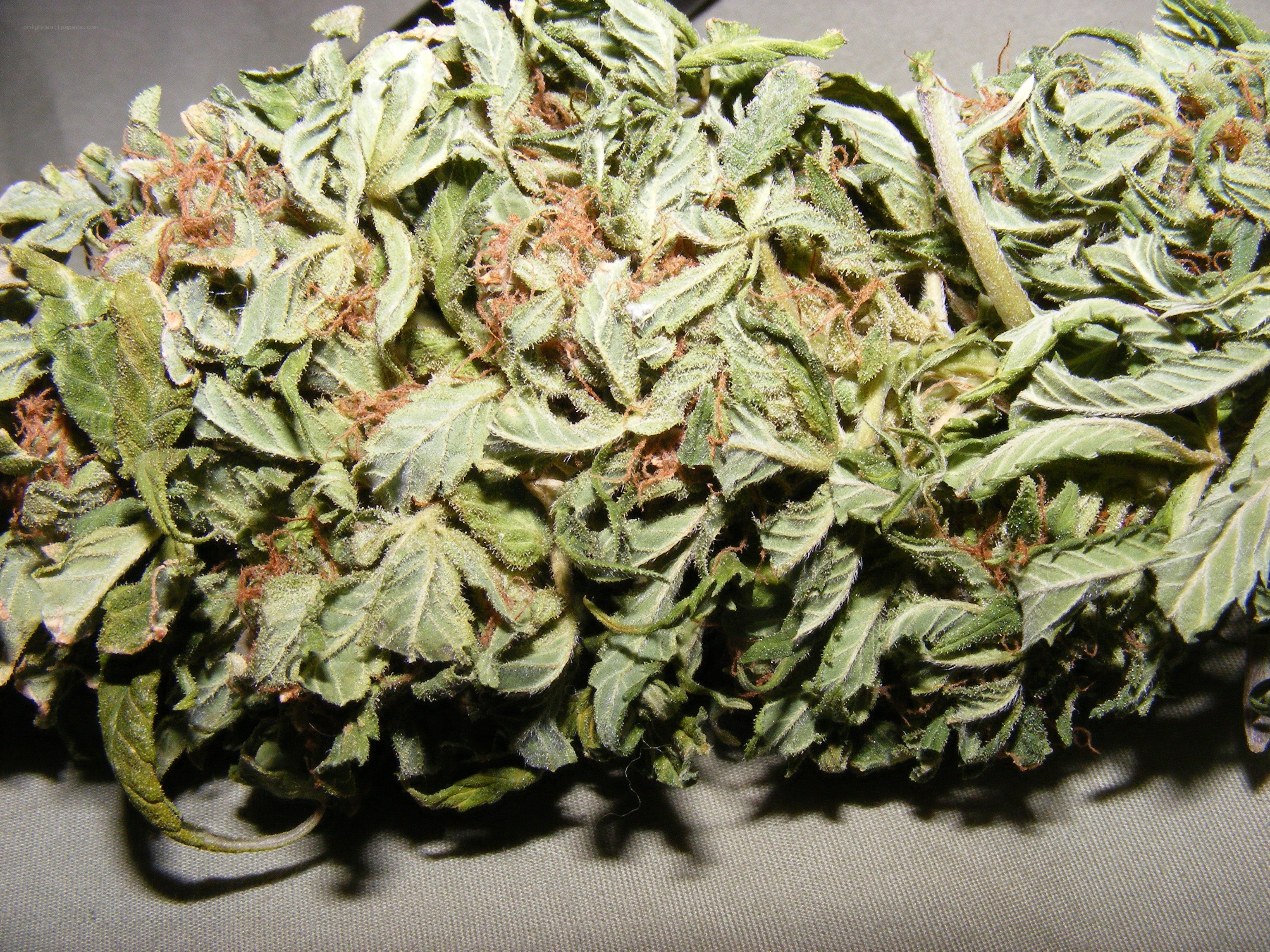dried cannabis bud close-up