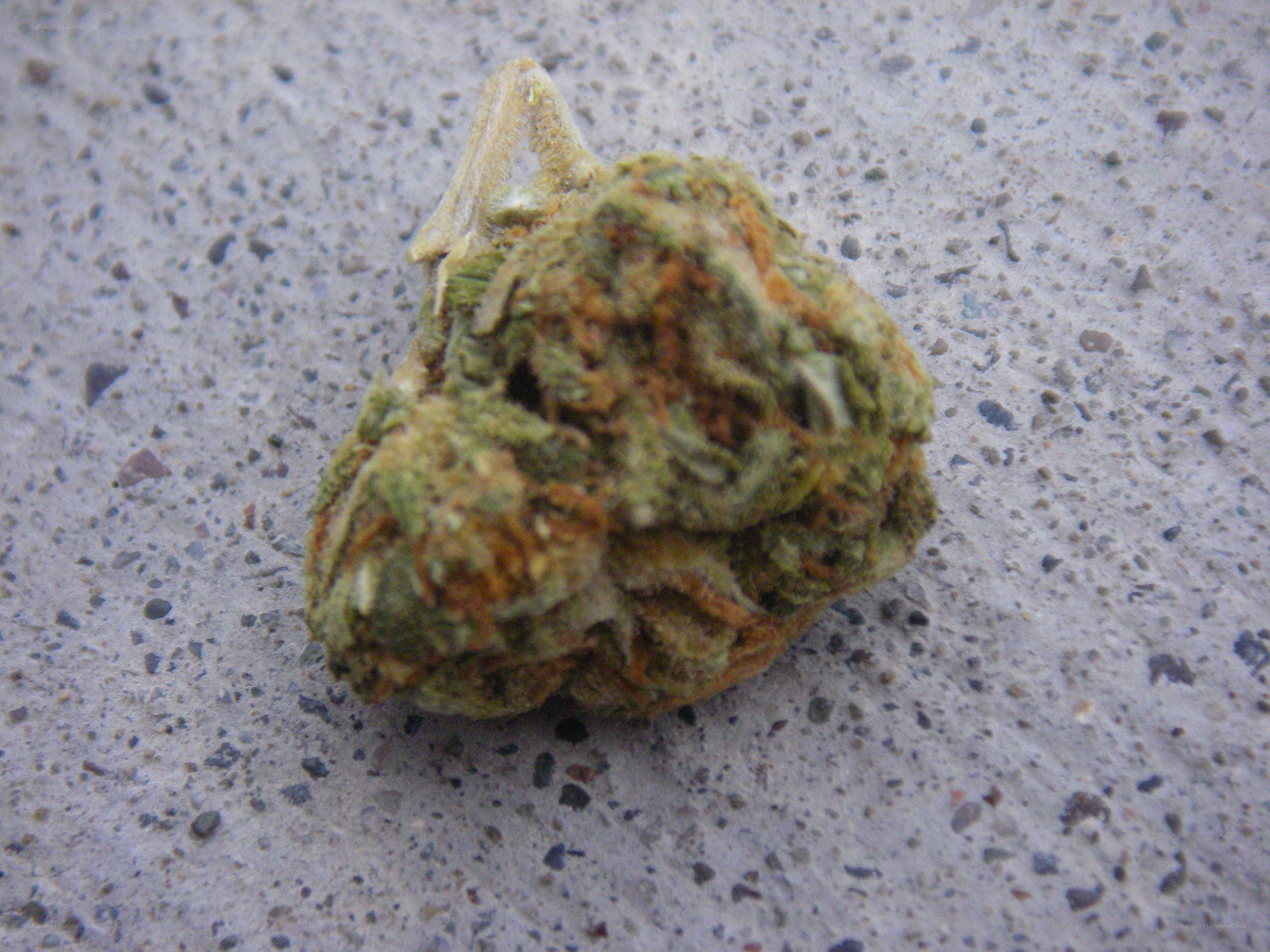 dried cannabis bud on concrete