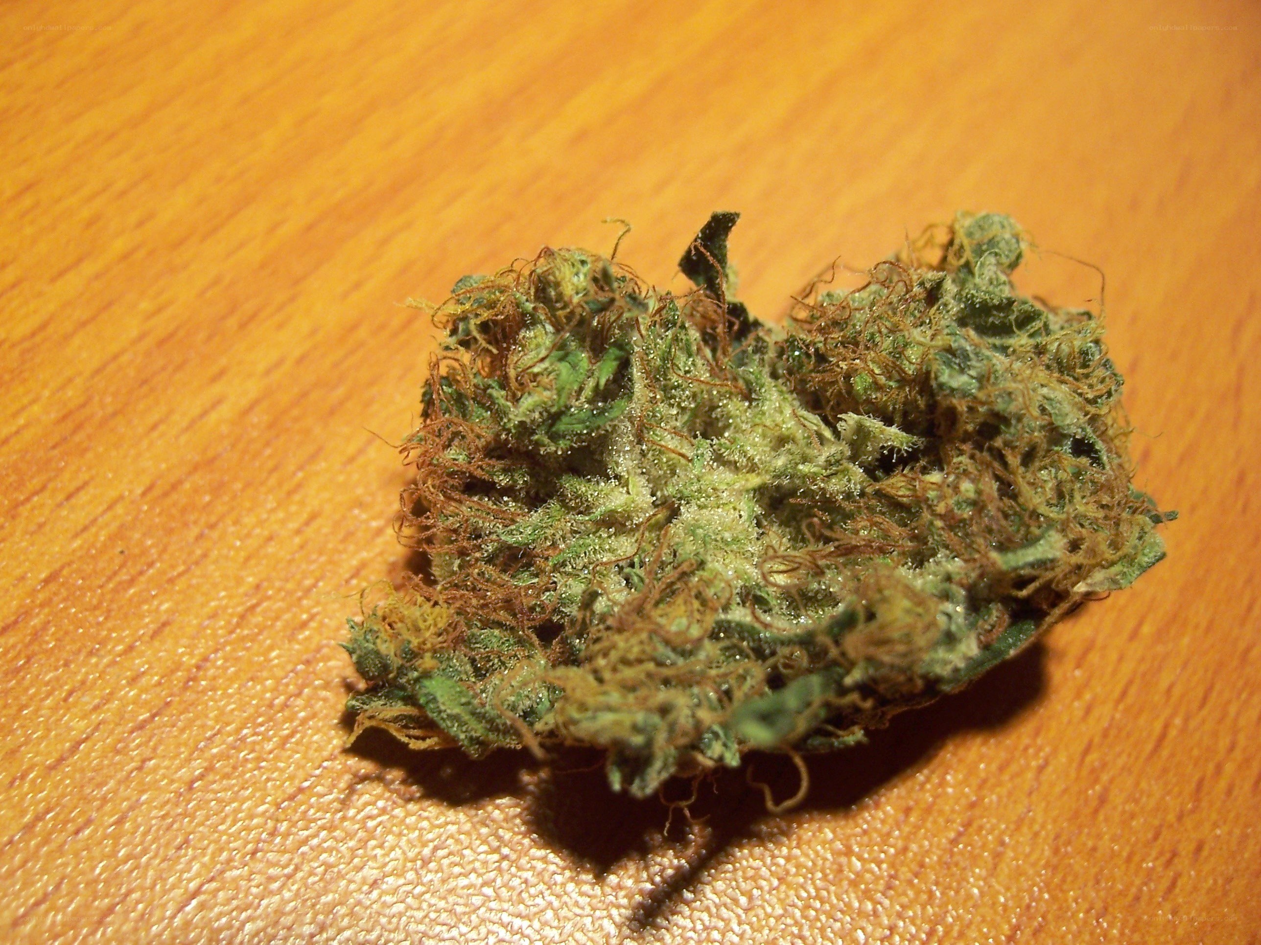 dried cannabis bud on wood
