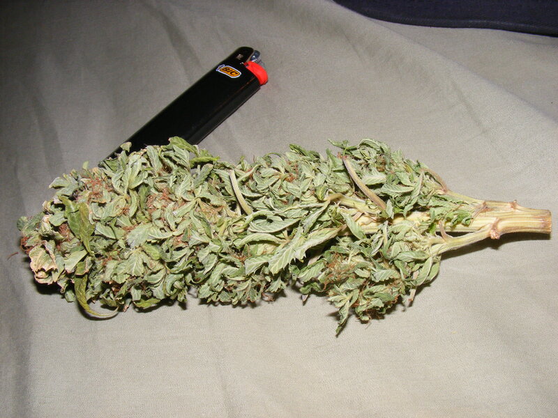 dried cannabis bud with lighter