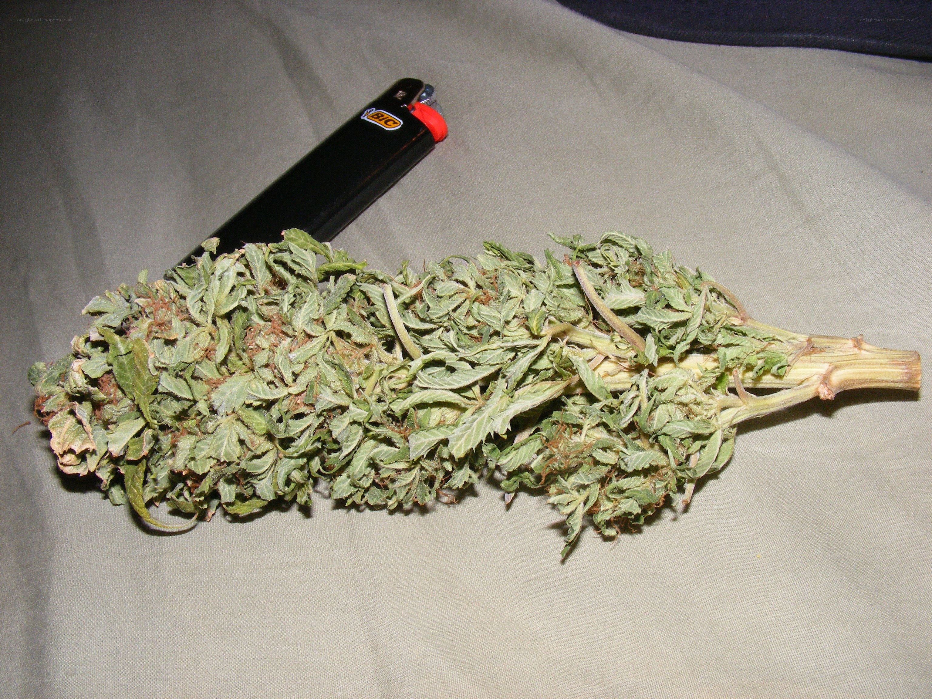 dried cannabis bud with lighter
