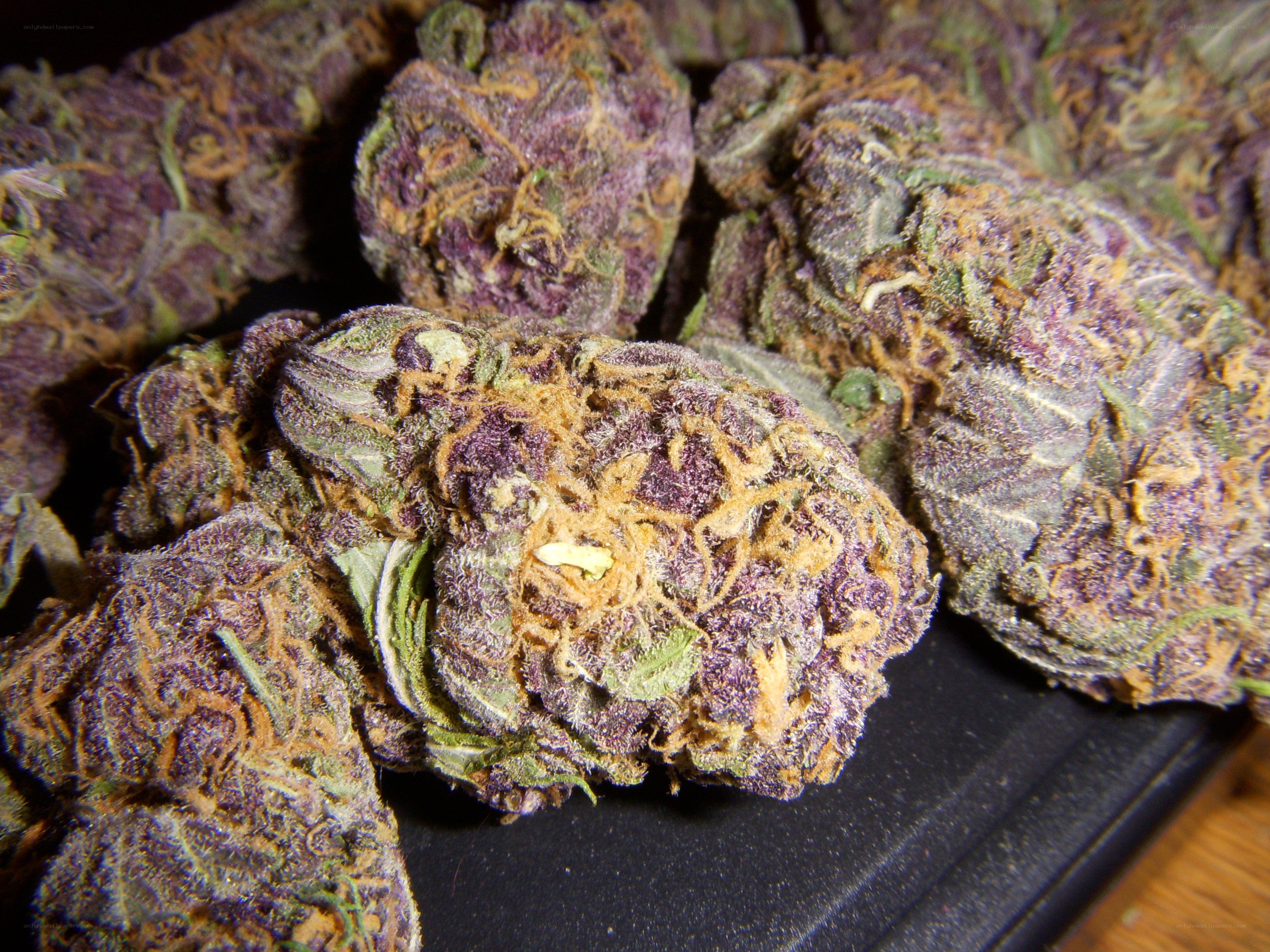 dried cannabis buds