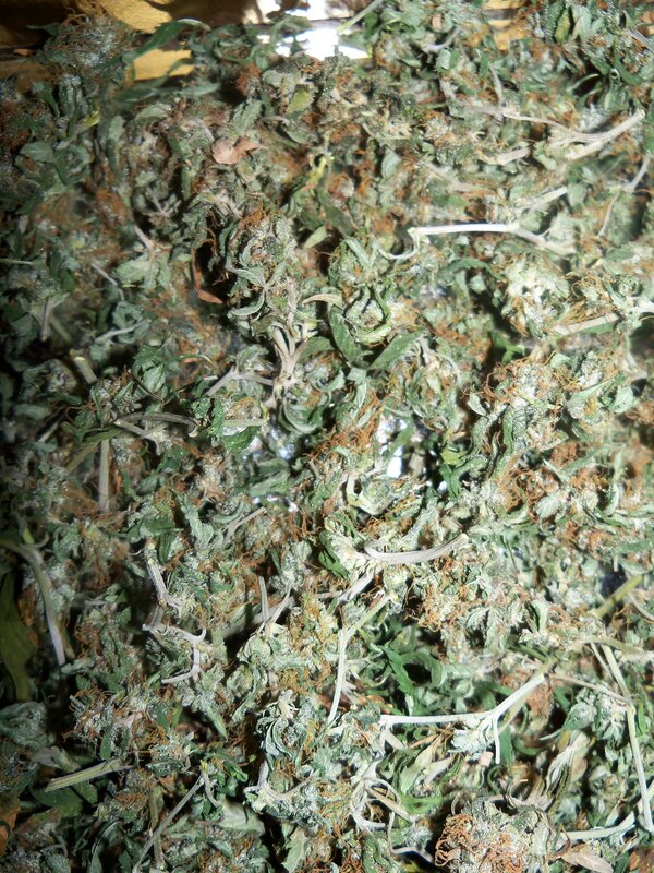 dried cannabis buds