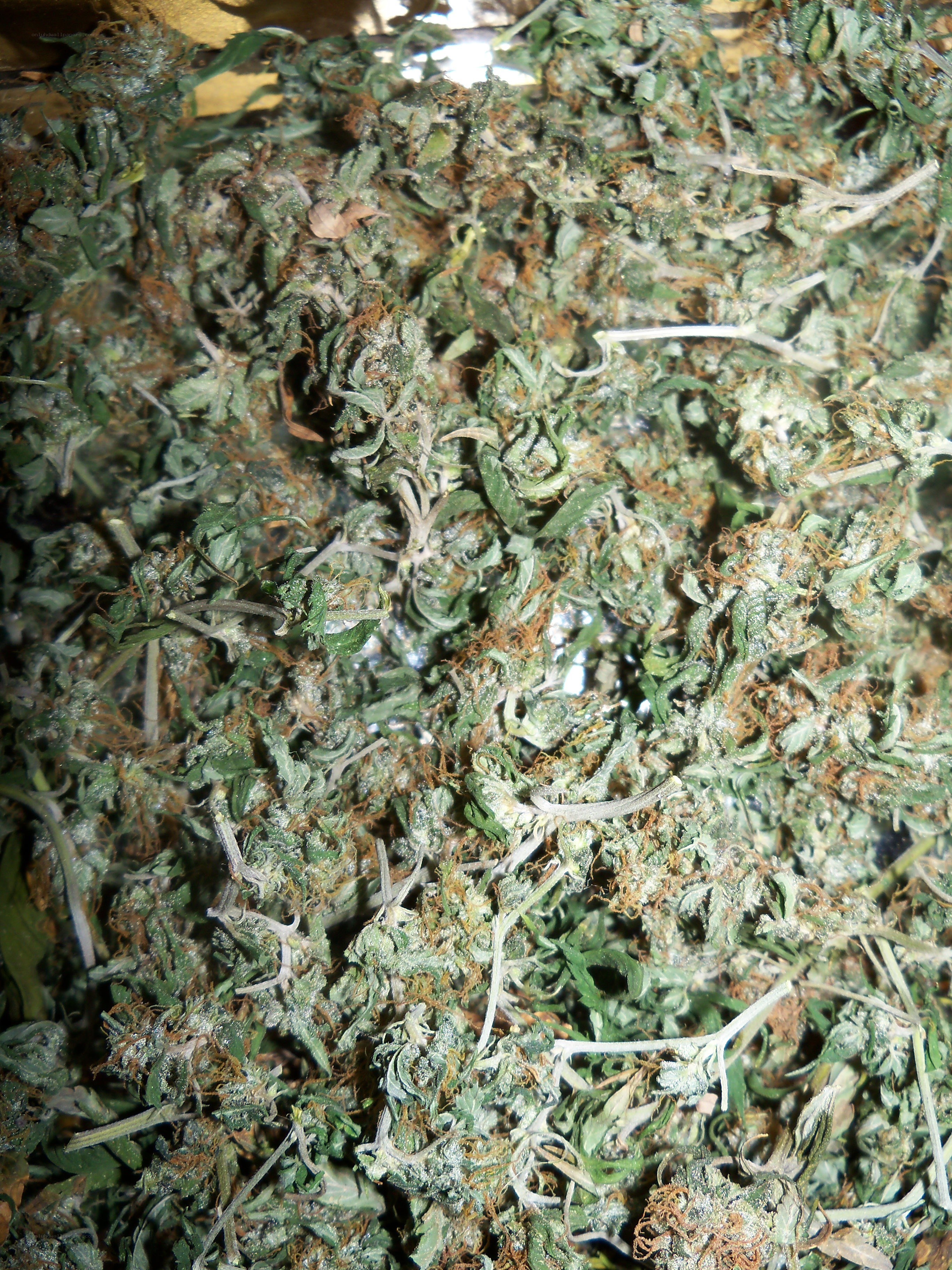 dried cannabis buds