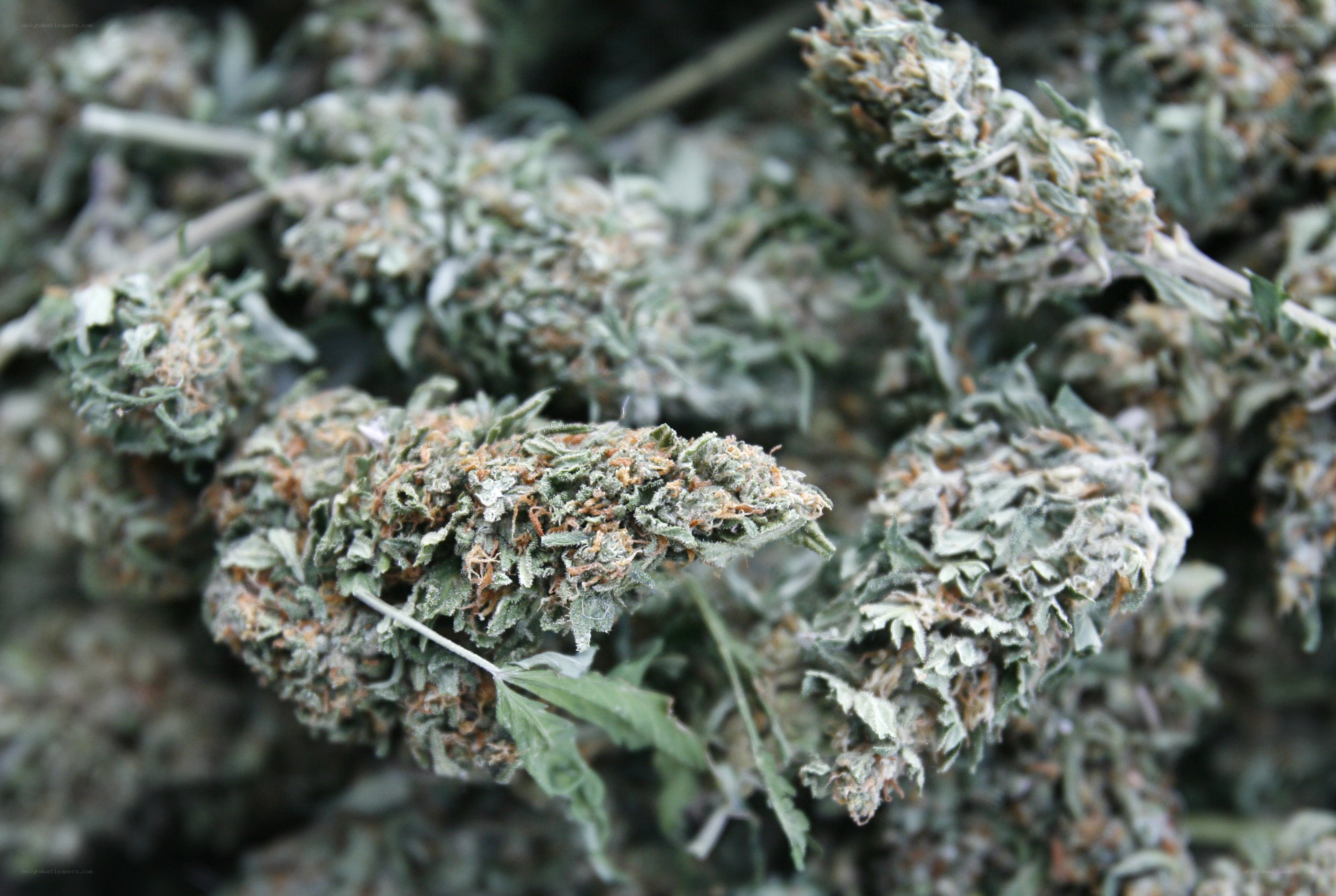 dried cannabis buds close-up