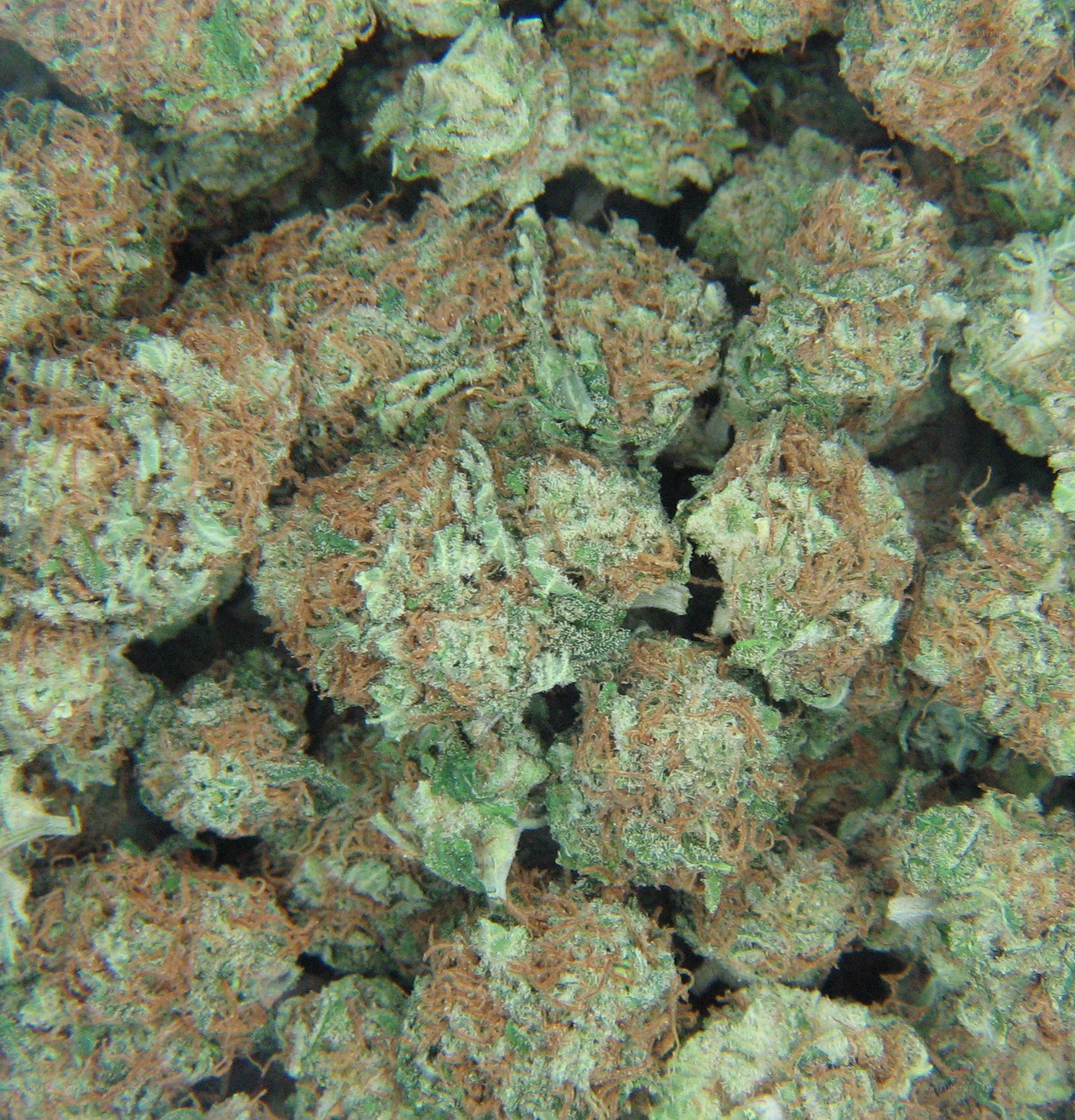 dried cannabis buds close-up