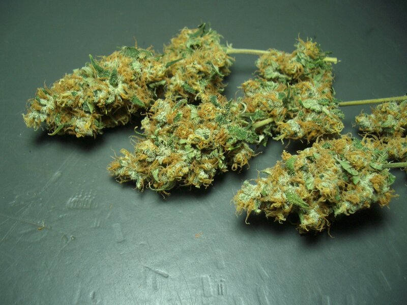 Dried Cannabis Buds — Green, Neutral, Photograph