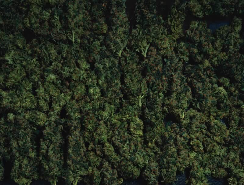 Dried Cannabis Buds — Green