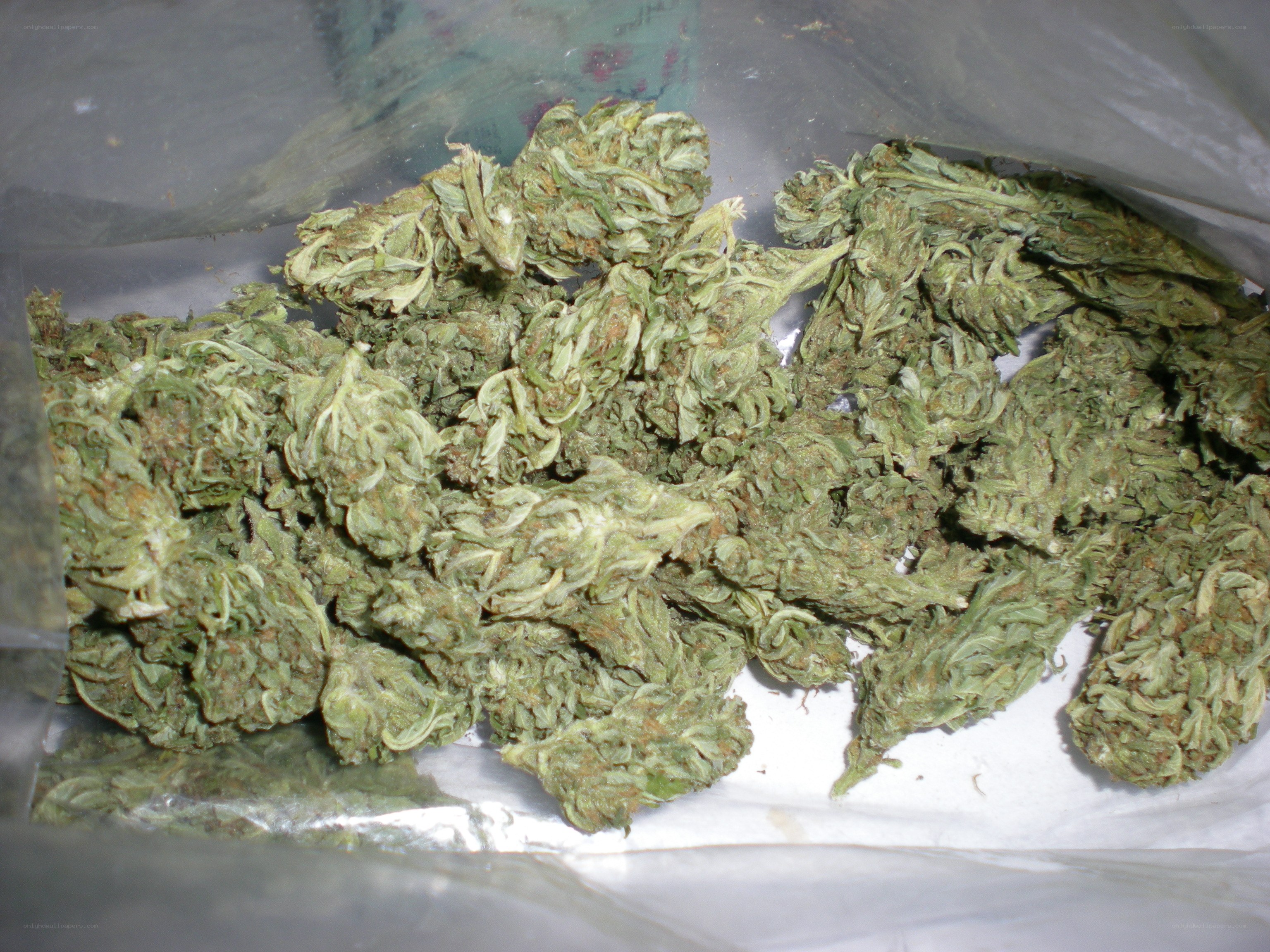 dried cannabis buds in a bag