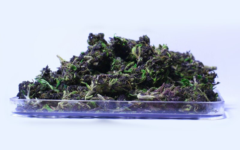 dried cannabis buds in a container