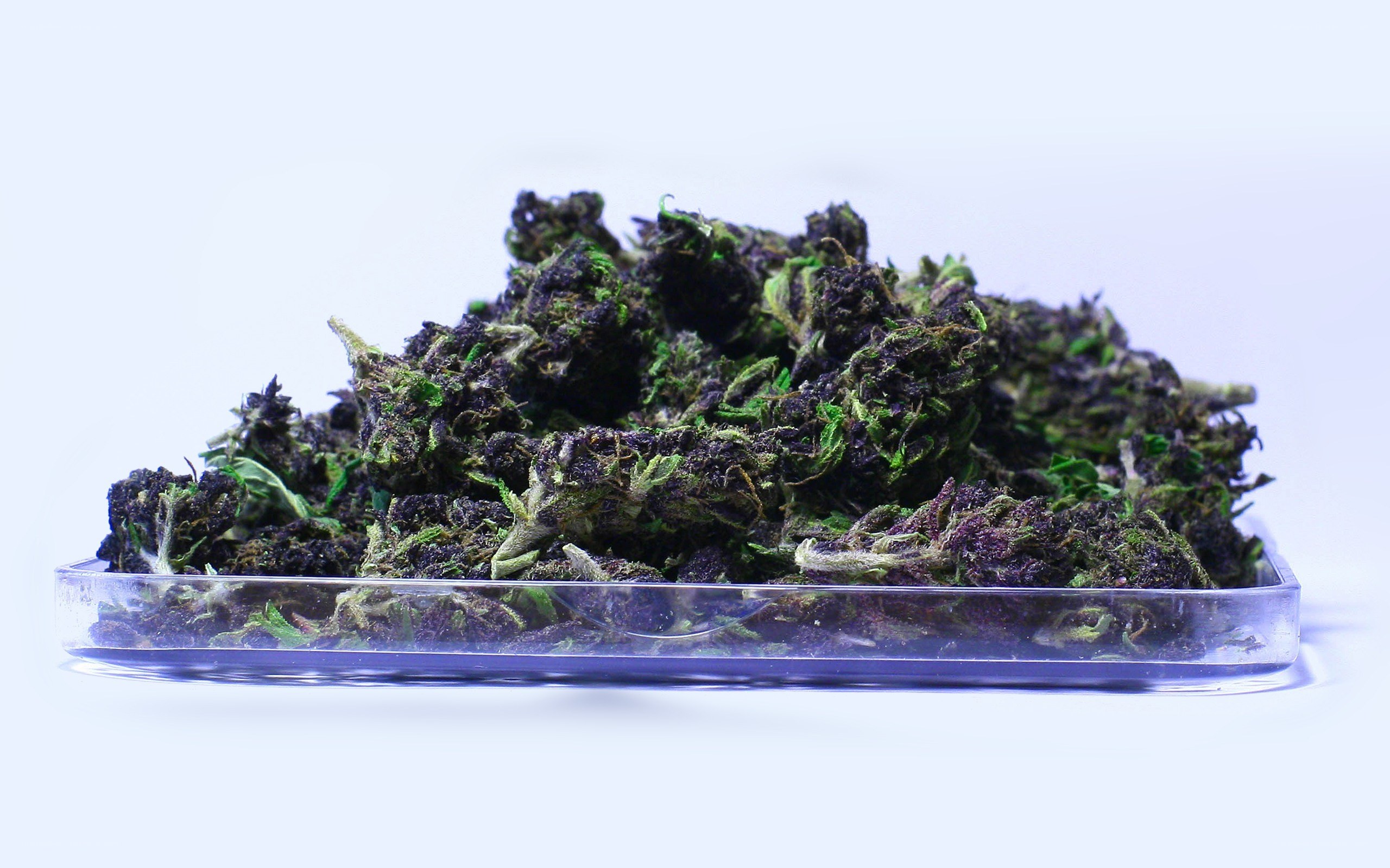 dried cannabis buds in a container