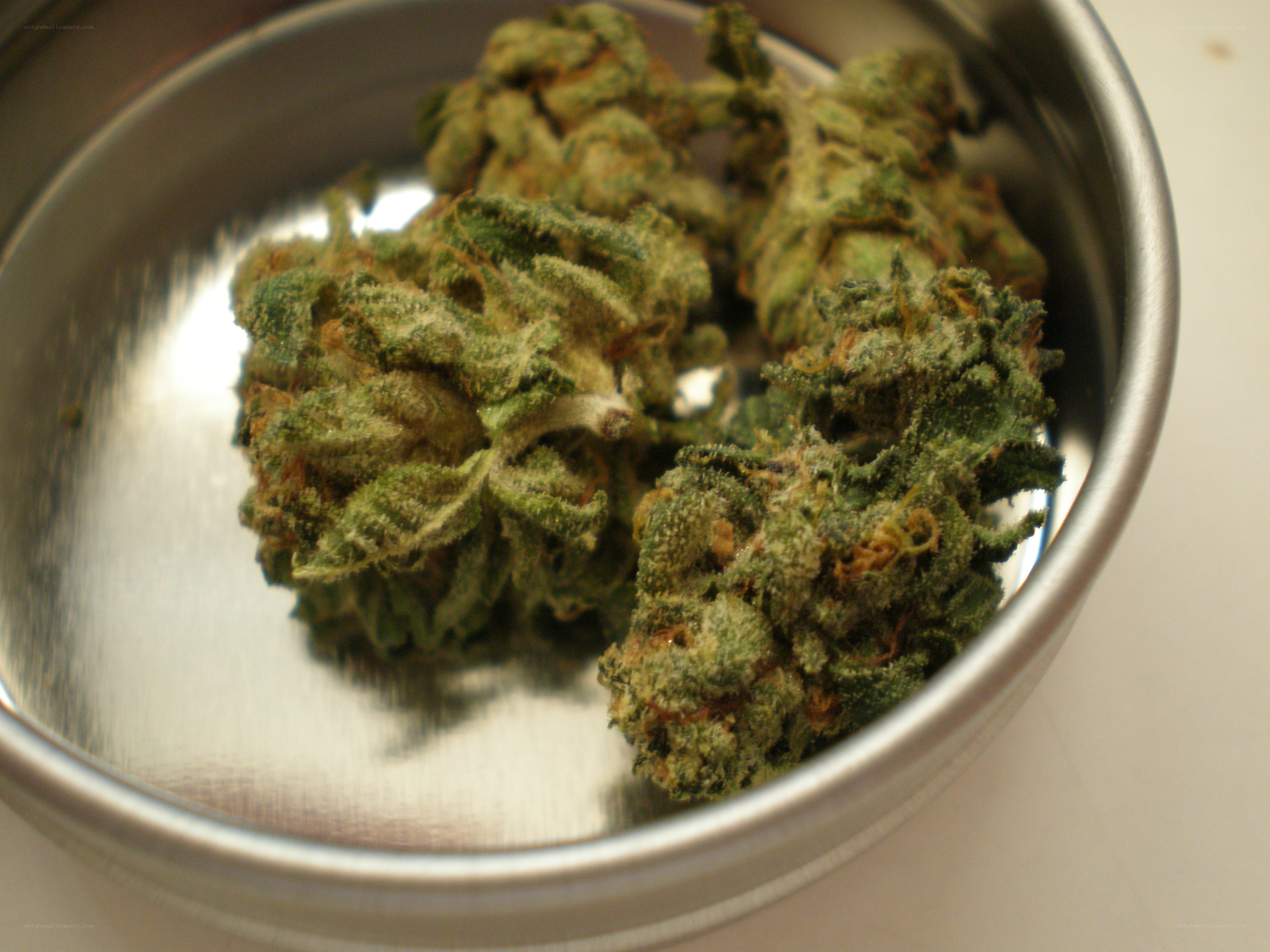 dried cannabis buds in a tin